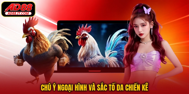 Chú ý ngoại hình và sắc tố da chiến kê