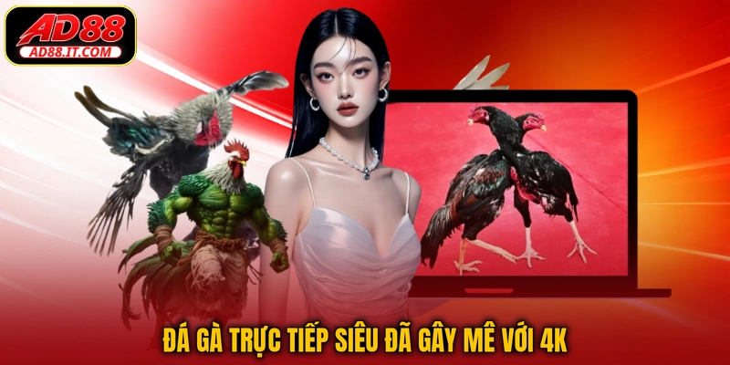 Đá gà trực tiếp siêu đã gây mê với 4K