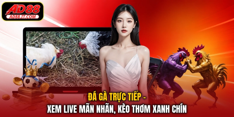Đá Gà Trực Tiếp - Xem Live Mãn Nhãn, Kèo Thơm Xanh Chín