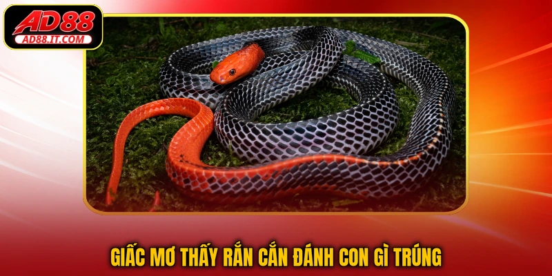 Giấc mơ thấy rắn cắn đánh con gì trúng
