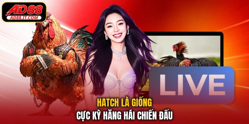 Hatch là giống cực kỳ hăng hái chiến đấu