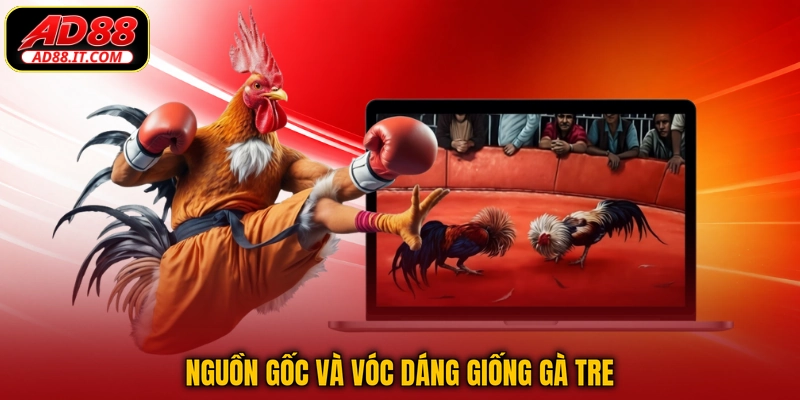 Nguồn gốc và vóc dáng giống gà tre